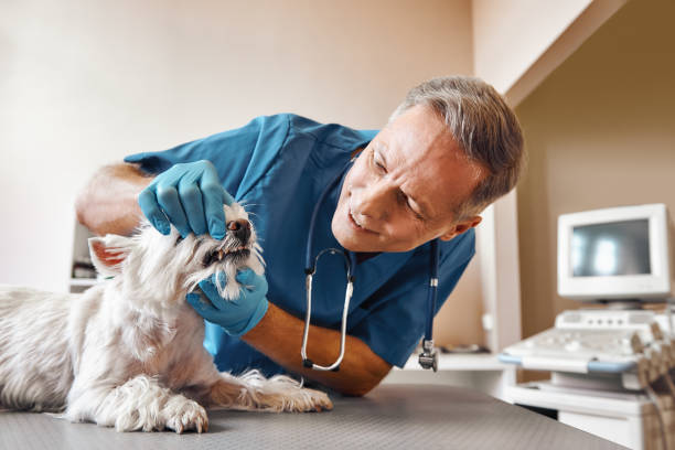 Best Emergency Dentist for Knocked-Out Tooth in Clinton, IA